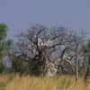 Boab Bush Essence Positive Qualities Video