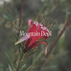 Mountain Devil Bush Essence Qualities Video