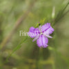 Fringed Violet Bush Essence Positive Qualities Video 