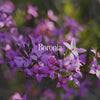 Boronia Bush Essence Positive Qualities Video