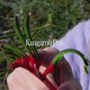 Kangaroo Paw Bush Essence Positive Qualities Video