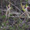 Green Spider Orchid Bush Essence Positive Qualities Video 