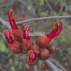 Bauhinia Bush Essence Positive Qualities Video