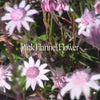Pink Flannel Flower Positive Qualities Video