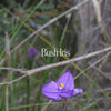 Bush Iris Bush Essence Positive Qualities Video