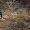 Spinifex Bush Essence Qualities Video