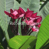 Red Suva Frangipani Positive Qualities Video