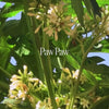 Paw Paw Bush Essence Positive Qualities Video