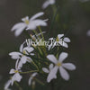 Wedding Bush Qualities Video