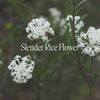 Slender Rice Flower Positive Qualities Video