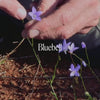 Bluebell Bush Essence Positive Qualities Video