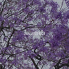 Jacaranda Bush Essence Positive Qualities Video