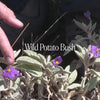 Wild Potato Bush Qualities Video