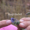 Rough Bluebell Positive Qualities Video