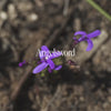 Angelsword Bush Essence Positive Qualities Video