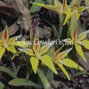 Yellow Cowslip Orchid Qualities Video