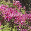 Turkey Bush Positive Qualities Video