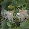 Billy Goat Plum Bush Essence Positive Qualities Video