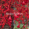 Illawarra Flame Tree Bush Essence Positive Qualities Video
