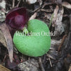 Red Helmet Orchid Positive Qualities Video