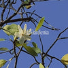 Bush Gardenia Bush Essence Positive Qualities Video