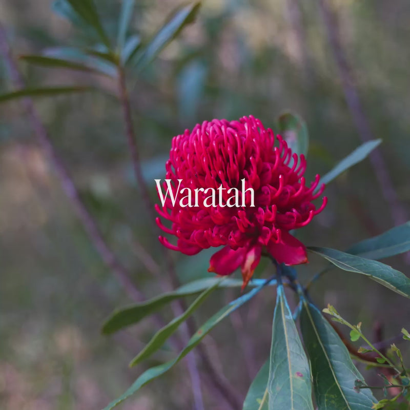 Waratah Single Essence | Australian Bush Flower Essences