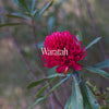 Waratah Bush Essence Positive Qualities Video