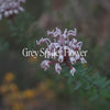 Grey Spider Flower Bush Essence Positive Qualities Video