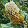Old Man Banksia Bush Essence Positive Qualities Video