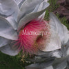 Macrocarpa Bush Essence Positive Qualities Video