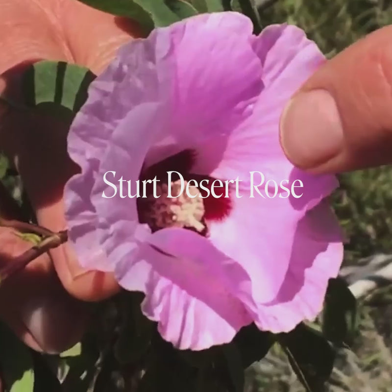 Sturt Desert Rose - Australia – Australian Bush Flower Essences