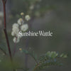 Sunshine Wattle Positive Qualities Video