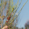 She Oak Positive Qualities Video