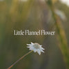 Little Flannel Flower Bush Essence Positive Qualities Video
